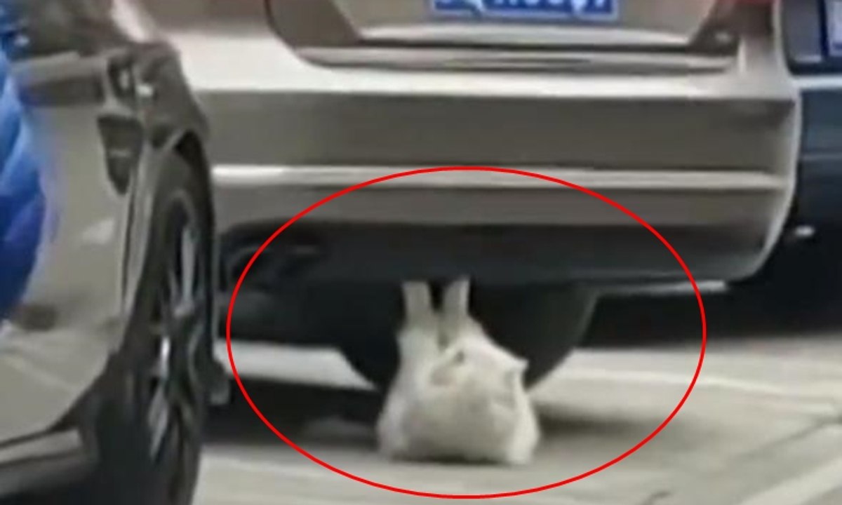 Mekik çeken kedi izleyenme rekoru kırıyor Dailymotion Video