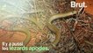 Le lézard apode, le grand oublié des reptiles rampants