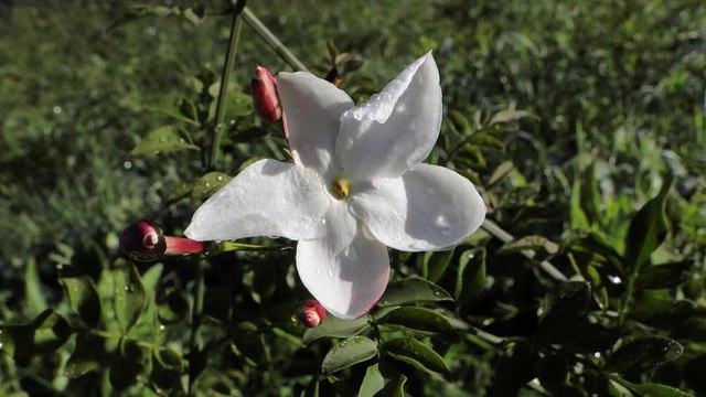 Духи из Граса - наследие ЮНЕСКО