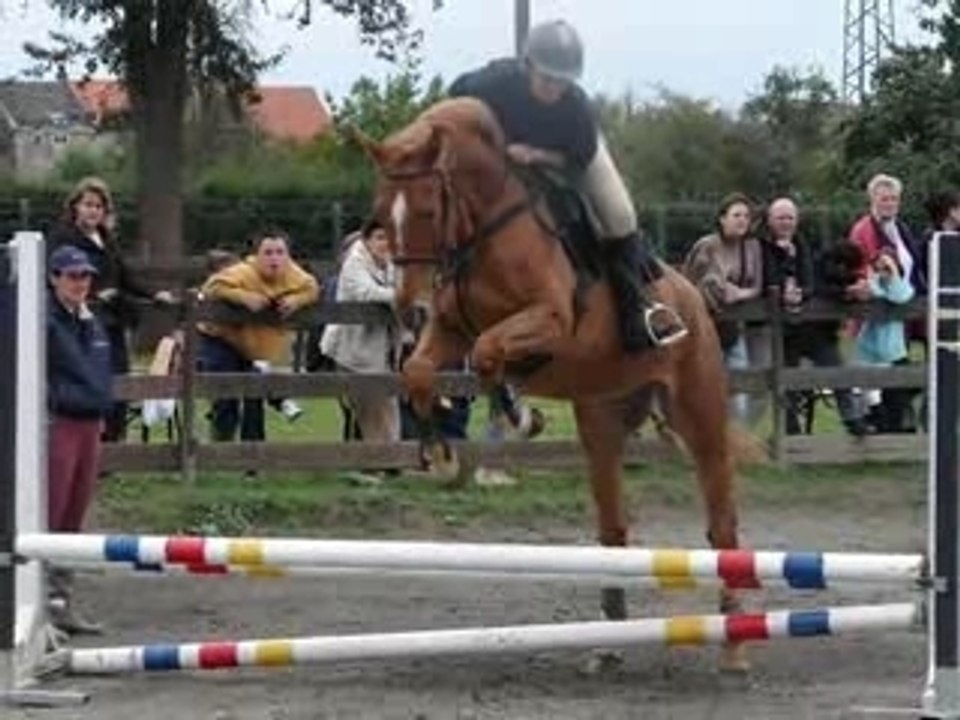 Manege horse's dream