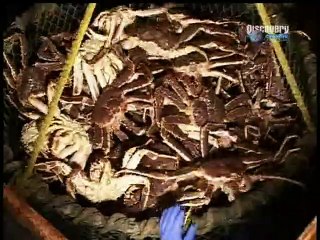 Der gefaehrlichste Job Alaskas S02E03 - Jagdfieber