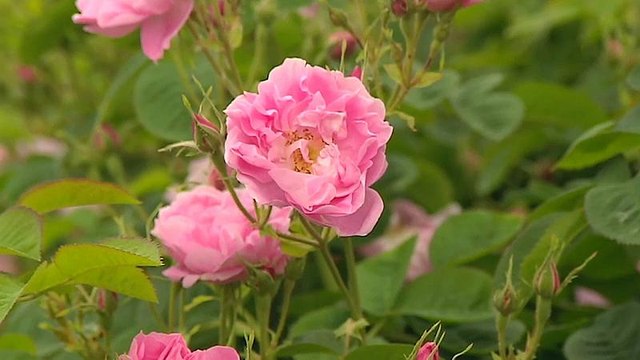 Die Kunst der südfranzösischen Parfumeure ist Weltkulturerbe