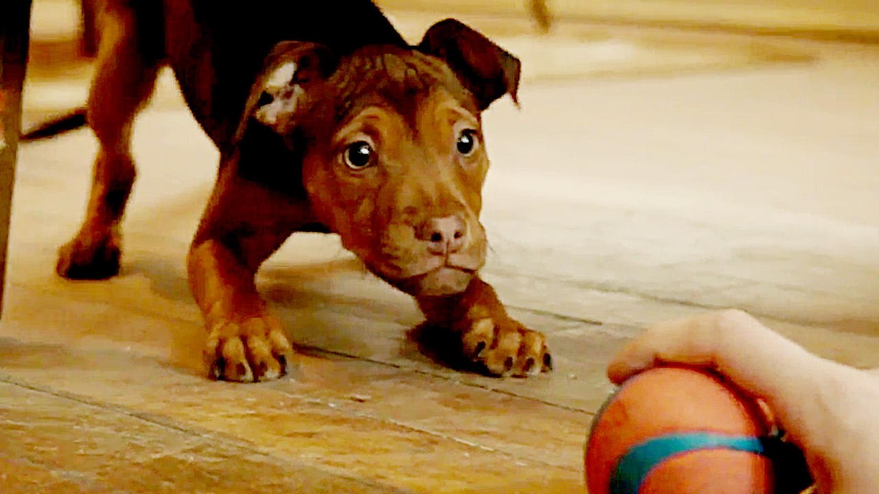 Die unglaublichen Abenteuer von Bella - Trailer (Deutsch) HD