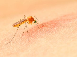 Comment soulager les piqûres d'insectes et d'orties ?