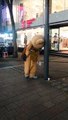 Une mascotte fatigué de distribuer des tracts à la rue !