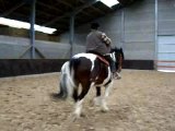 cheval en apprentissage western