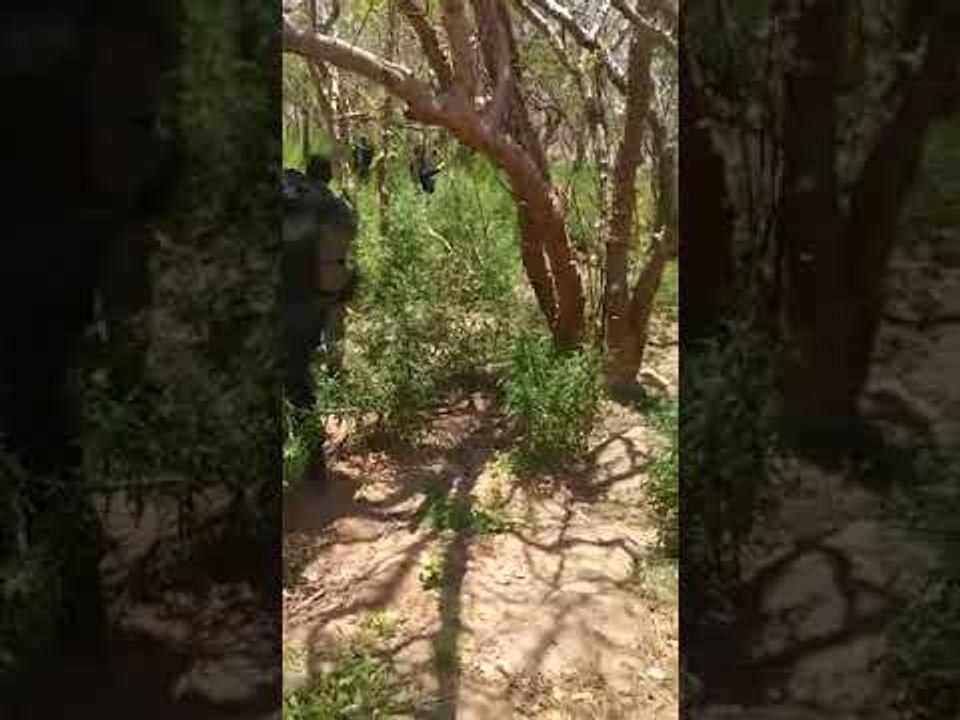 Operação integrada da polícia localiza e destrói cerca de 5 mil pés de maconha