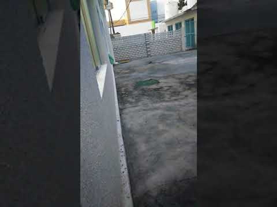 Rato é flagrado no Hospital Escola Doutor Helvio Auto, em Maceió