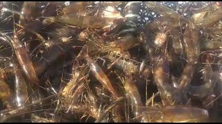 FPI apreende 11 mil peixes e camarões em ação no Rio São Francisco