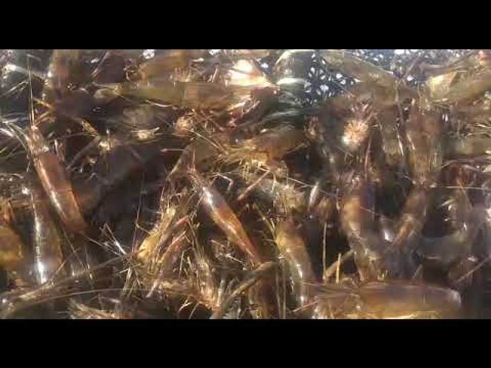 FPI apreende 11 mil peixes e camarões em ação no Rio São Francisco
