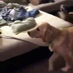 La R inimaginable d'un chien quand il voit son jouet adorable en cher et en os passer la porte de sa maison..