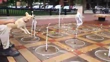 Un chien s'ຜ avec des jets d'eau