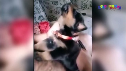 Приколы про собак. Заводной пёс.