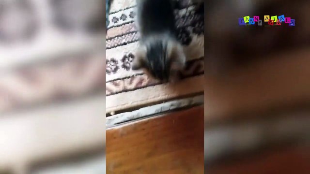 Прикольные котята. Семейная идиллия.