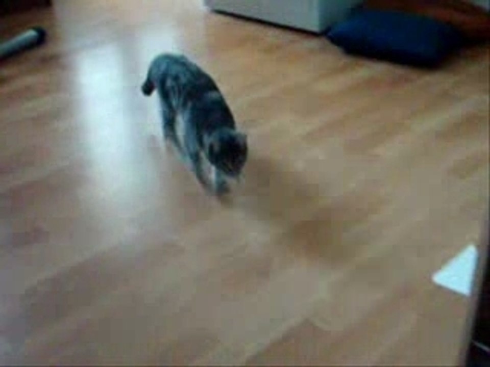 Chat rapporteur