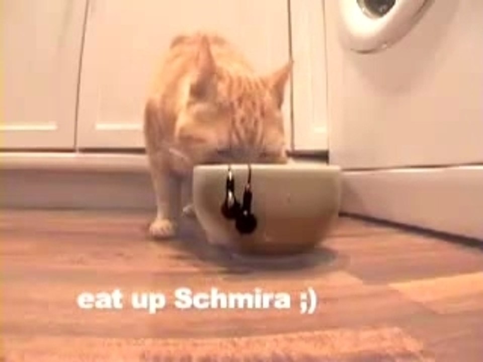 Chat-demeler-ecouteur