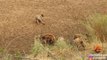 Un lion encerclé par des hyènes appelle à l'aide