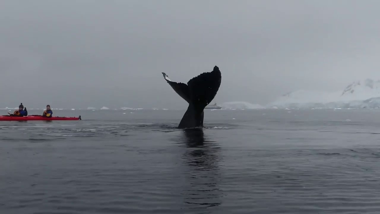 Une énorme baleine vient frôler des kayakistes en mer... Magnifique