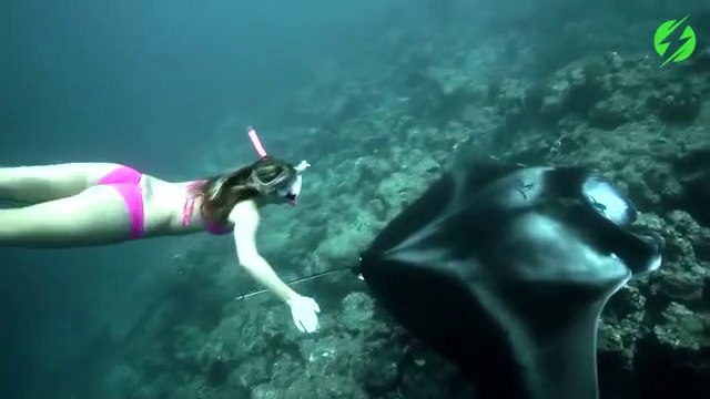 Cette belle nageuse plonge avec des raies manta magnifiques