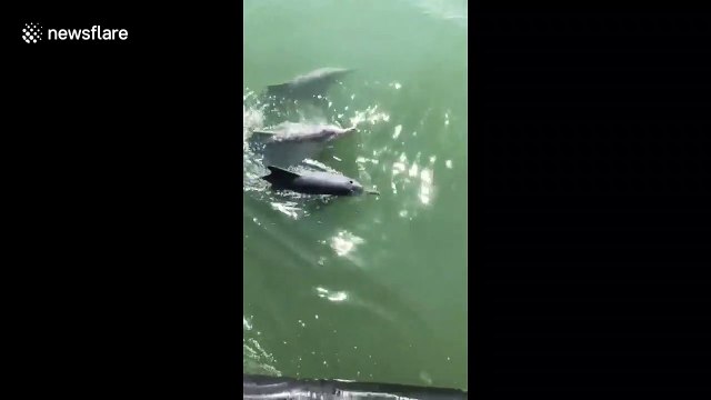 Beautiful moment pod of five dolphins glides slowly next to boat