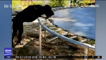 [투데이 영상] '트램펄린'으로 공놀이…영특한 반려견