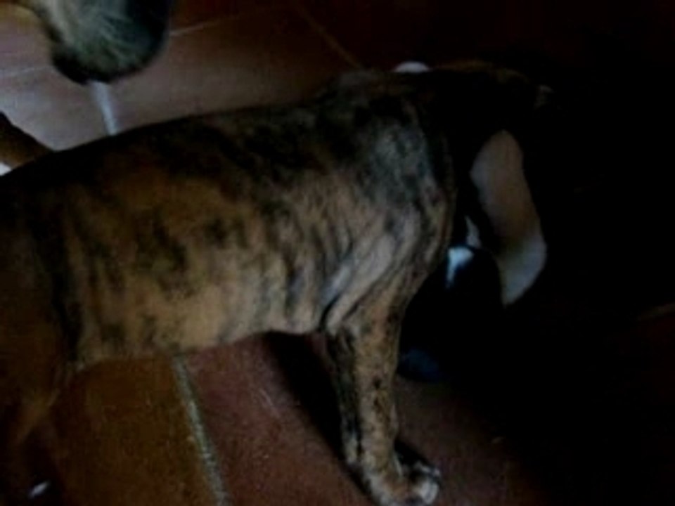 Dog against cat