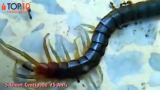 CENTIPEDE ..V..S.. ANIMALS - Centipede ..v..s.. snake, scorpion,Tarantula, Beetle......