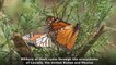 The invaluable journey of monarch butterflies to Mexico