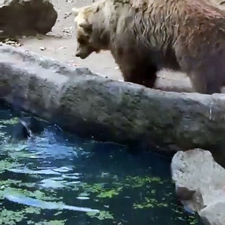 Unforgettable video of bear behavior with crow who was sinking  in water