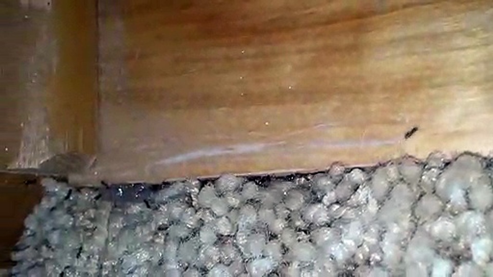 ⁣Sugar Ants - Little Black Ants Exterminators