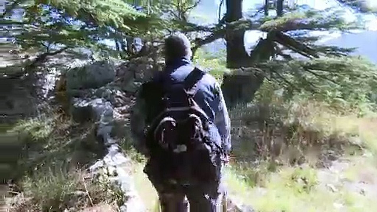 Klimawandel bedroht Libanons nationales Wahrzeichen