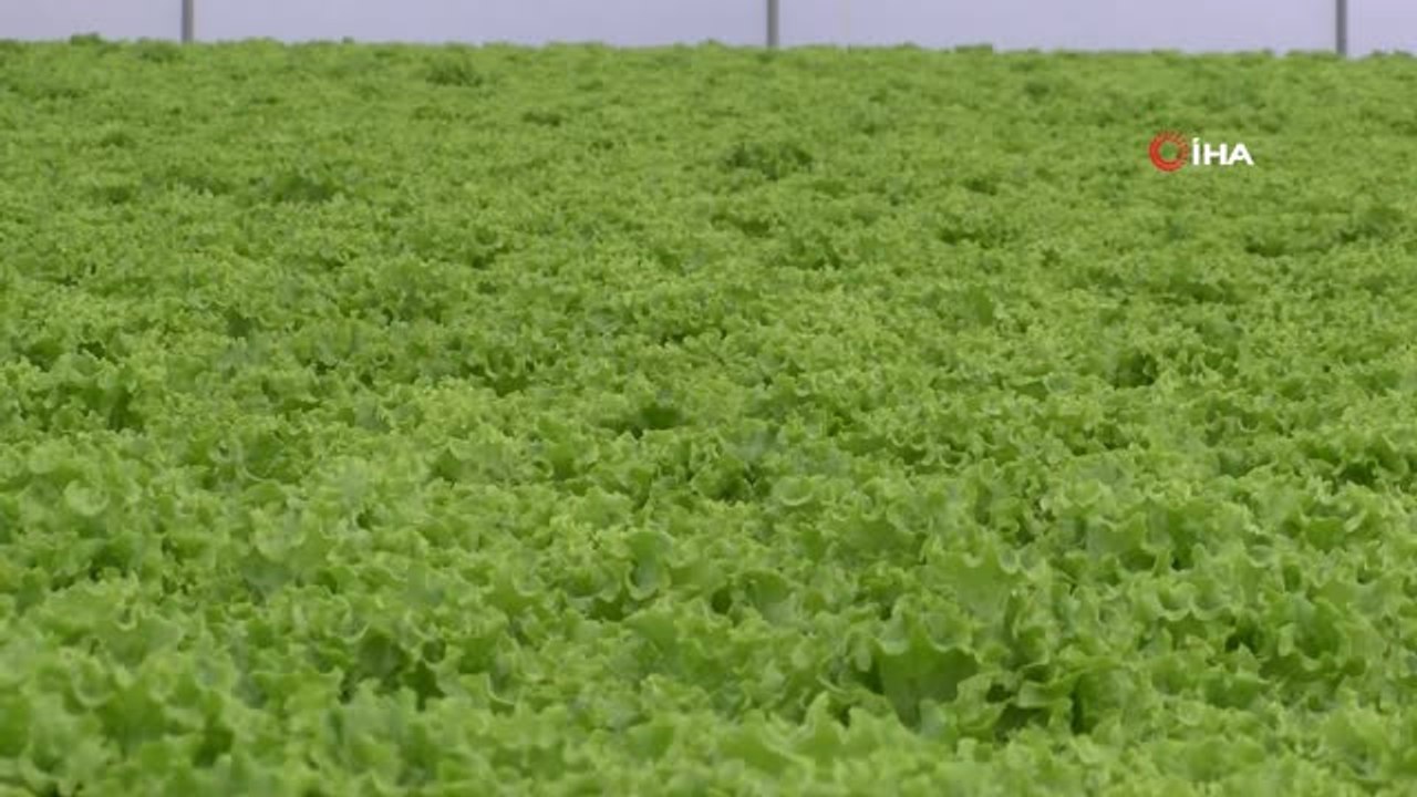 Kurduğu Topraksız Tarım Sistemiyle Yıllık 100 Bin TL Kazanmayı Hedefliyor