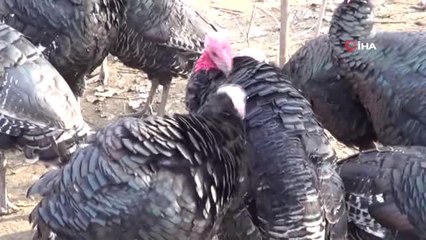 Organik Yılbaşı Hindileri Görücüye Çıktı