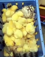 Cat and Chicks as one???!!!