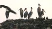 Greater Adjutant storks at Baragaon landfill site - Assam