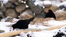 Red-Billed Chough- A bird that can withstand low temperature high altitude and low oxygen