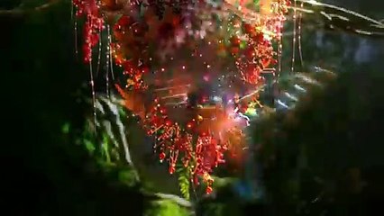Amazing Colourful Birds