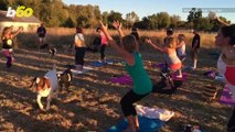How an Oregon Farm Owner Started the Goat Yoga Craze