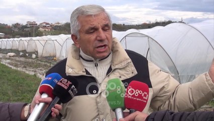 Ora News - "Vit për vit të njëjtat avaze!" Fermerët e luleshtrydheve përmbyten sërish