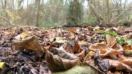 GOODLINES: 29th November 2018