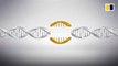 CRISPR gene editing explained