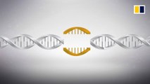 CRISPR gene editing explained