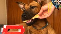 Burger King ofrece huesos a la parrilla para perros