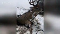 Un chasseur trouve un cerf complètement gelé