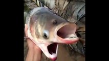 Des pêcheurs attrapent un poisson mutant monstrueux