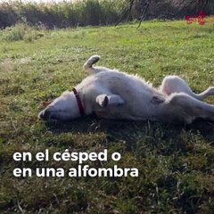 ¿Por qué a los perros les gusta revolcarse en cosas sucias?