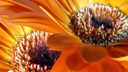 Amazing flowers  nature