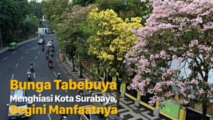 Deretan Manfaat Bunga Tabebuya yang Hiasi Kota Surabaya