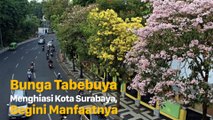 Deretan Manfaat Bunga Tabebuya yang Hiasi Kota Surabaya