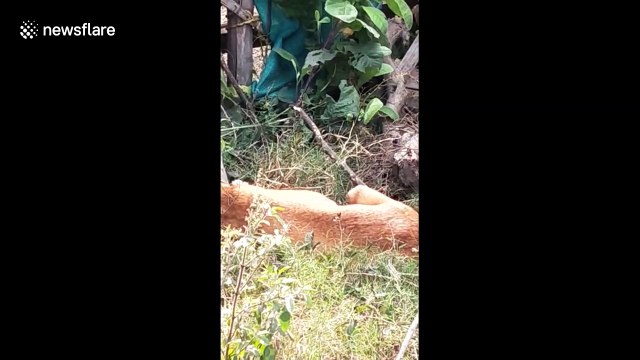 Kind volunteer rescues stray dog with plastic jar stuck on its head